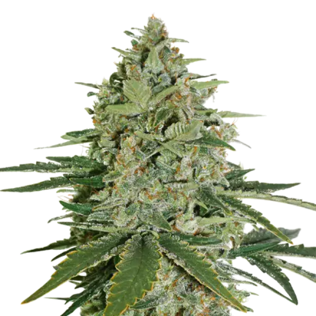 Super Skunk Auto Feminised Cannabis Seeds | Seed Stockers