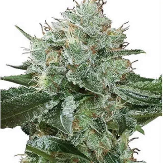 Super Boof Feminised Cannabis Seeds - Growers Choice.