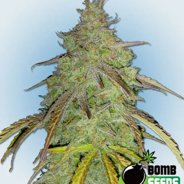 Super Boof Bomb Feminised Cannabis Seeds | Bomb Seeds. 