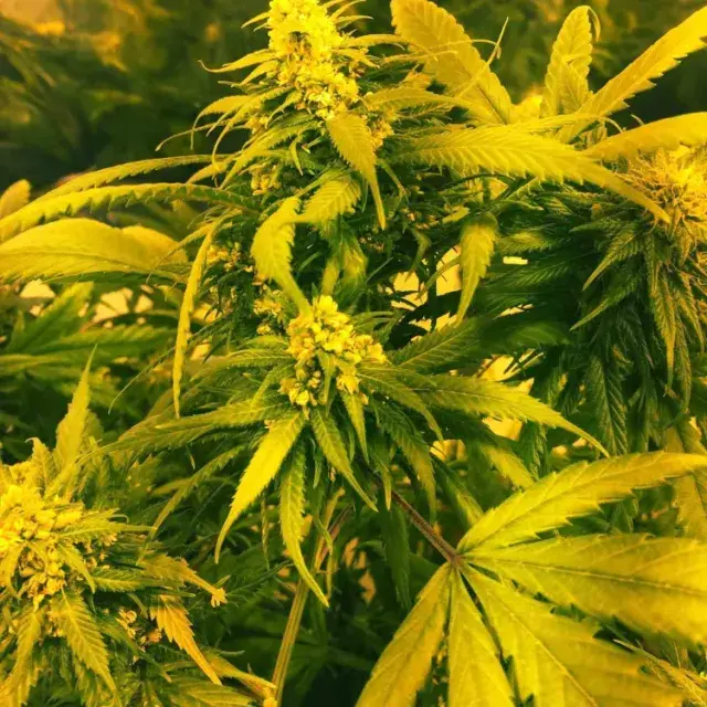 SUPER SILVER HAZE x SCBDX Feminised Cannnabis Seeds