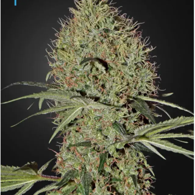 Super Bud Auto Feminised Cannabis Seeds | Green House Seeds 