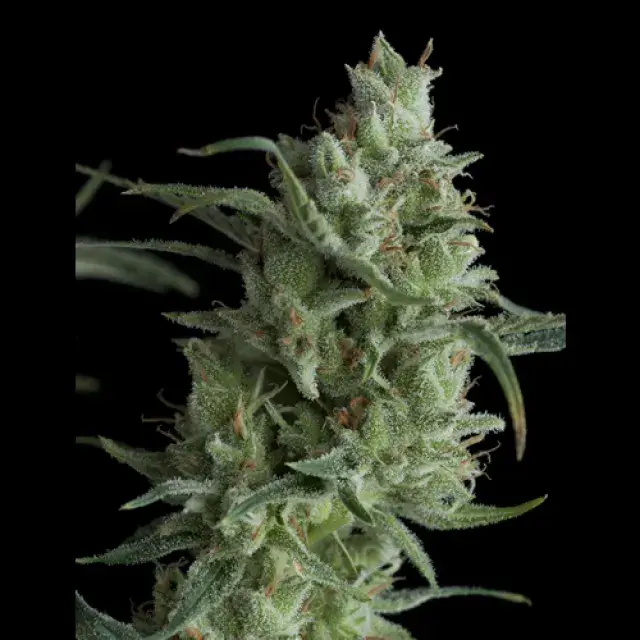 Super OG Kusk Feminised Cannabis Seeds | Pyramid Seeds