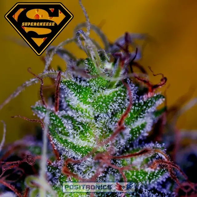 Super Cheese Feminised Cannabis Seeds | Positronics