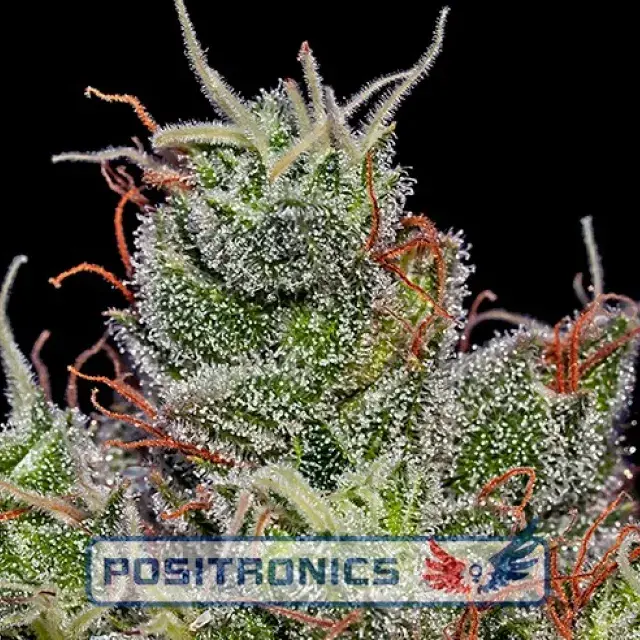 Super Cheese Express Auto Feminised Cannabis Seeds | Positronics