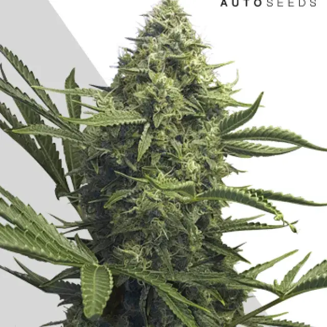 Sweet CBD Autoflowering Feminised Cannabis Seeds | Auto Seeds 