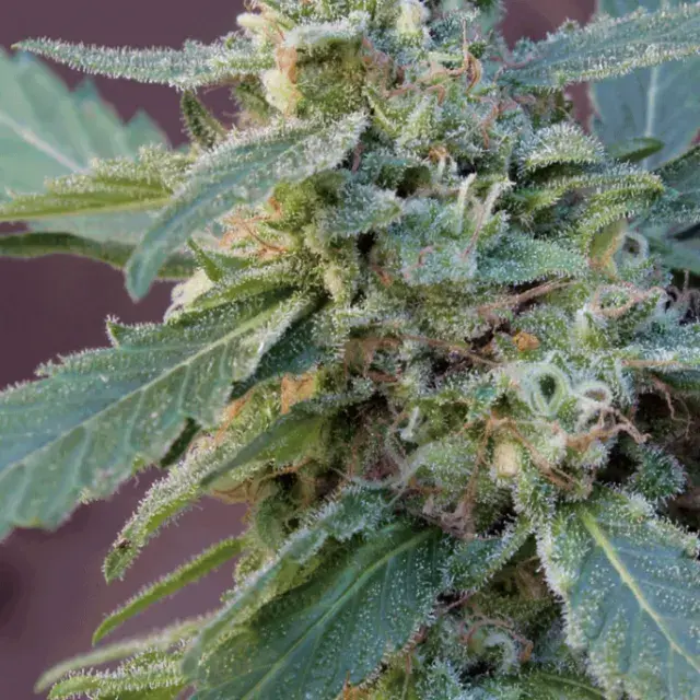 Sweet Carrot Jam Feminised Cannabis Seeds | Big Monster Seeds