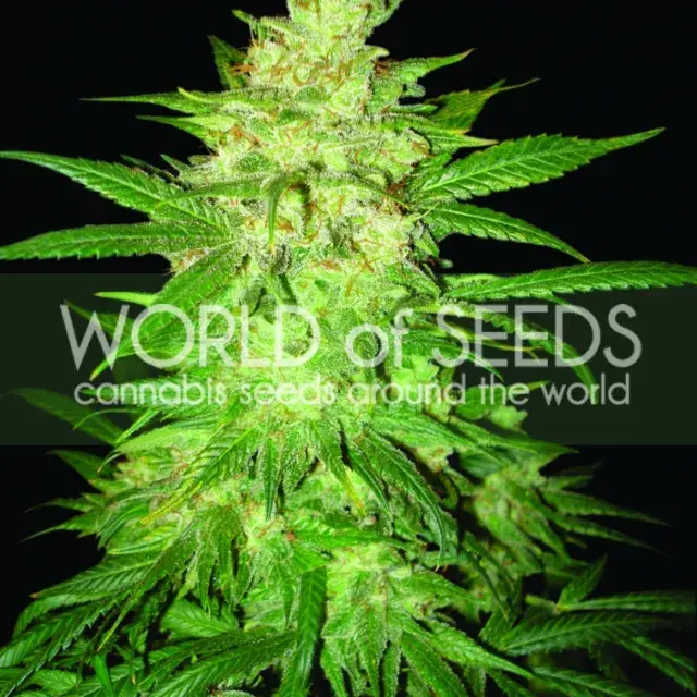 Colombian Gold Ryder Auto Feminised Cannabis Seeds | World of Seeds