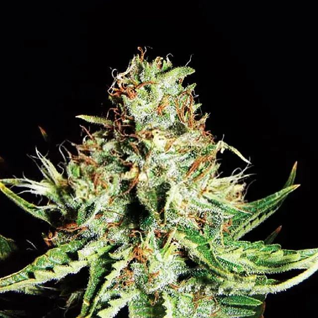Sweet Cream Auto Feminised Cannabis Seeds | Expert Seeds