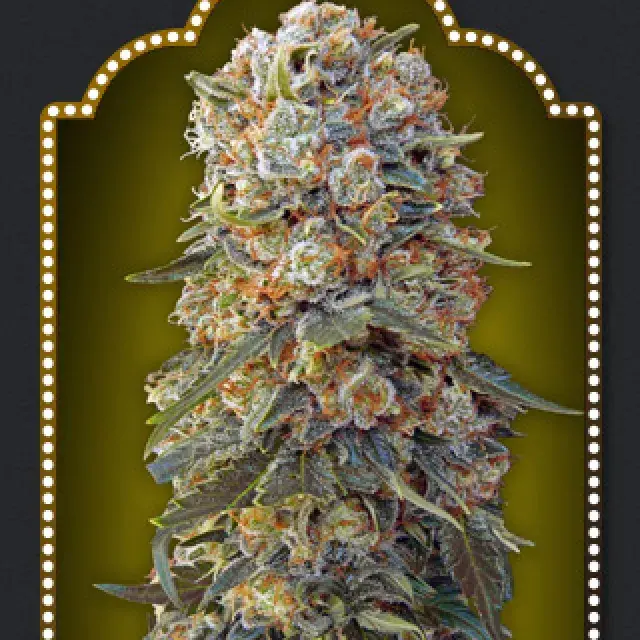 Sweet Critical Feminised Cannabis Seeds | OO Seeds