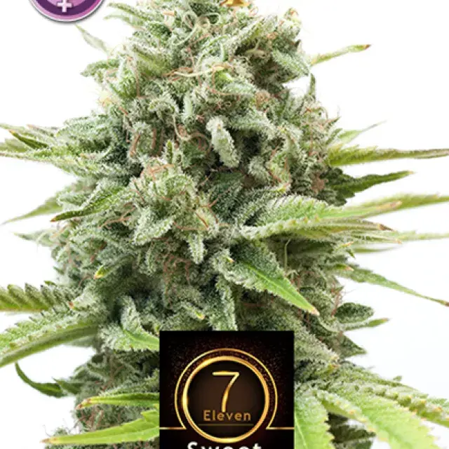 Sweet Seven Eleven Feminised Cannabis Seeds | Kera Seeds