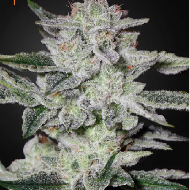 Sweet Valley Kush Feminised Cannabis Seeds | Green House Seeds 