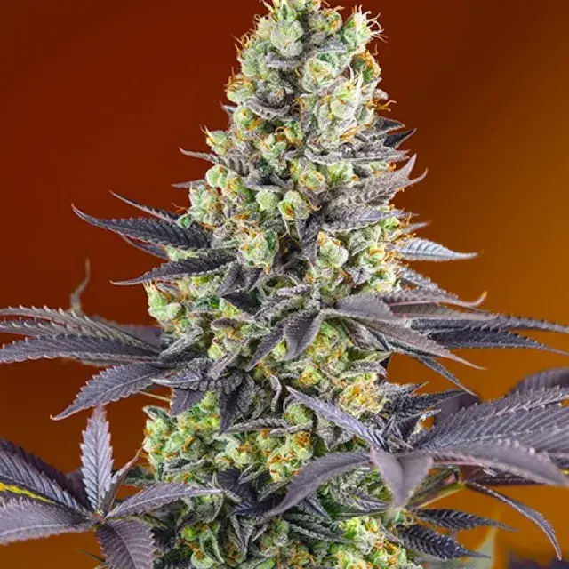 Sweet Zenzation Feminised Cannabis Seeds | Sweet Seeds