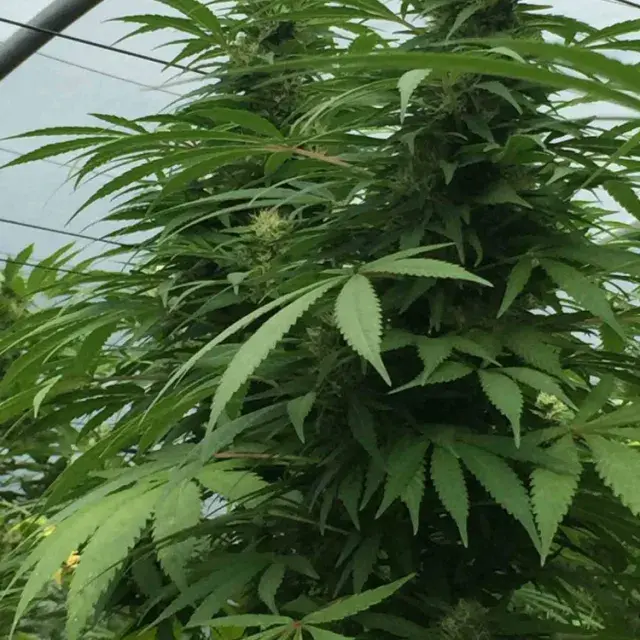 SWEET CHEESE x SCBDX Feminised Cannnabis Seeds