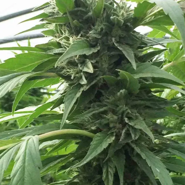 SWEET TOOTH x SCBDX Feminised Cannnabis Seeds