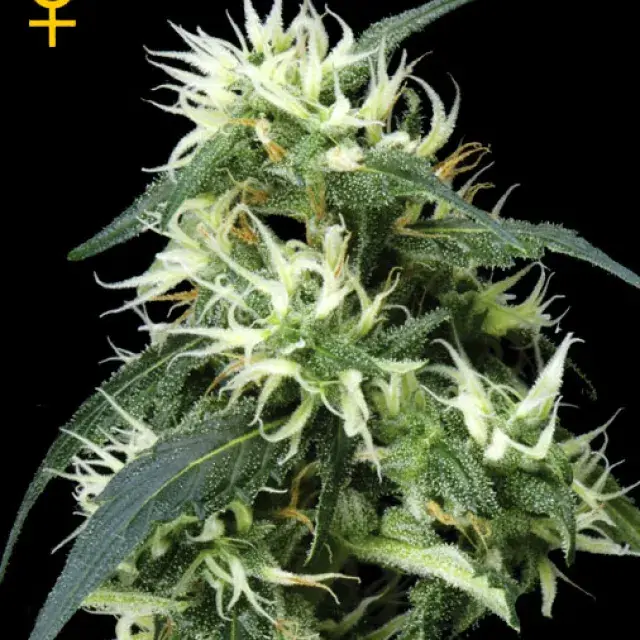 Sweet Mango Auto Feminised Cannabis Seeds | Green House Seeds 