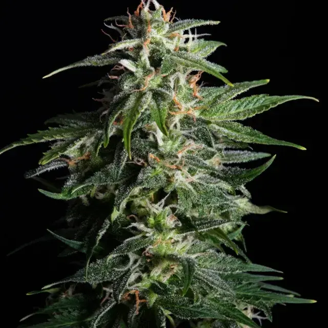 Swiss Dream Auto CBD Feminised Cannabis Seeds | Kannabia