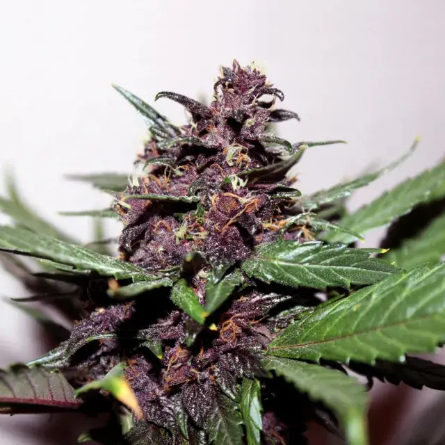 Swiss Dream Rose Auto CBD Feminised Cannabis Seeds | Kannabia