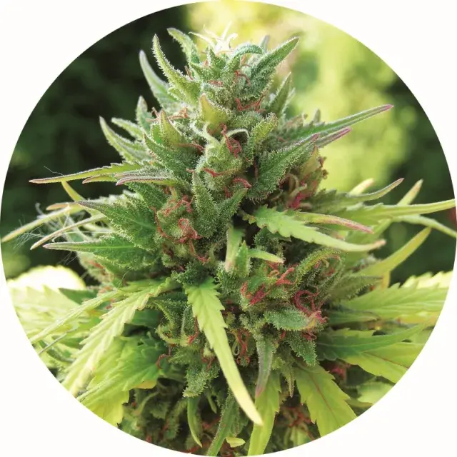 Taomatic Regular Cannabis Seeds