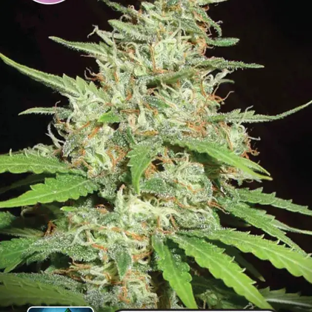 Top 44 Feminised Cannabis Seeds | Kera Seeds
