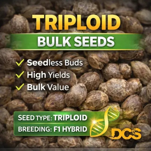 Indica Cream TRIPLOID Feminised Cannabis Seeds – 100 Bulk Seeds