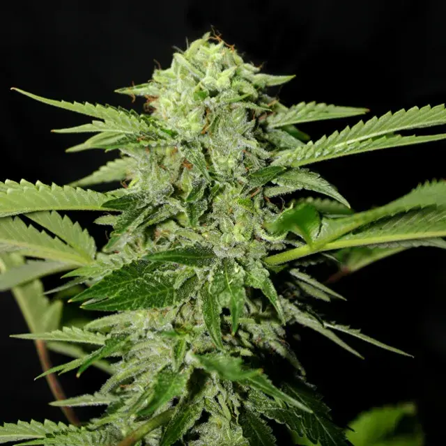 Txees Bilbo Feminised Cannabis Seeds
