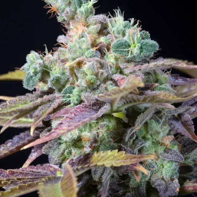 Txomango Feminised Cannabis Seeds
