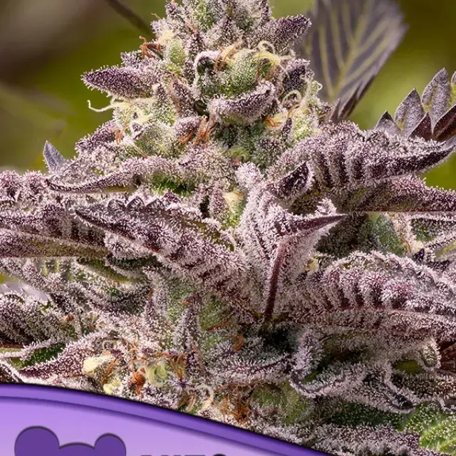 Tahiti Vibez Auto Feminised Cannabis Seeds - Anesia Seeds