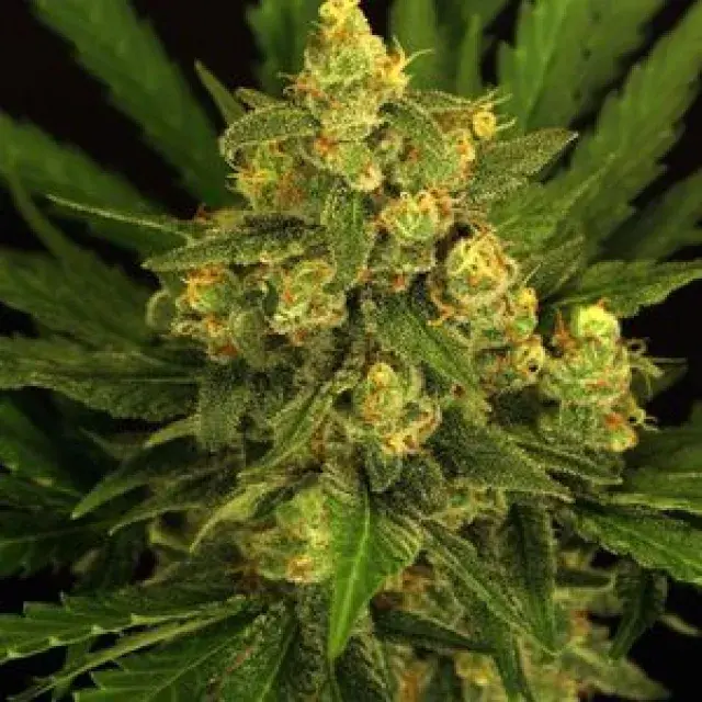 Tangerine Kush Regular Cannabis Seeds