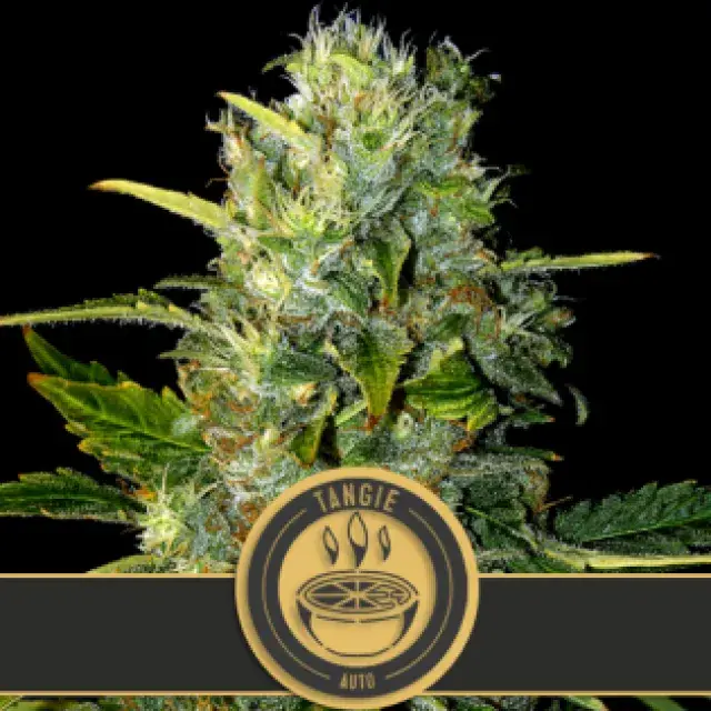 Tangie Auto Feminised Cannabis Seeds | Blim Burn Seeds 
