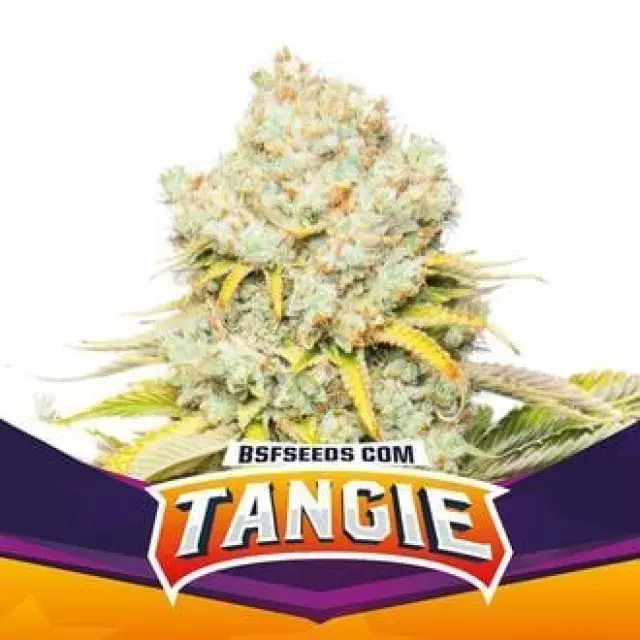 Tangie Cannabis Seeds - BSF Seeds Feminised Cannabis Seeds - BSF Seeds