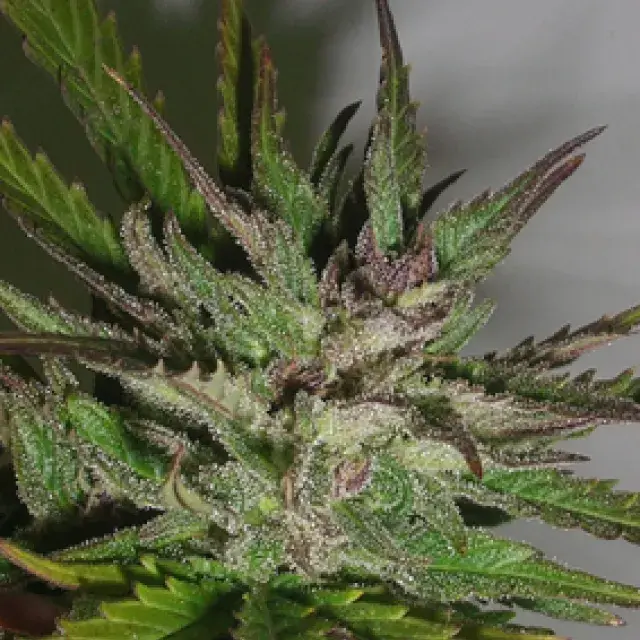 Hazy Daze Feminised Cannabis Seeds | Superstrains