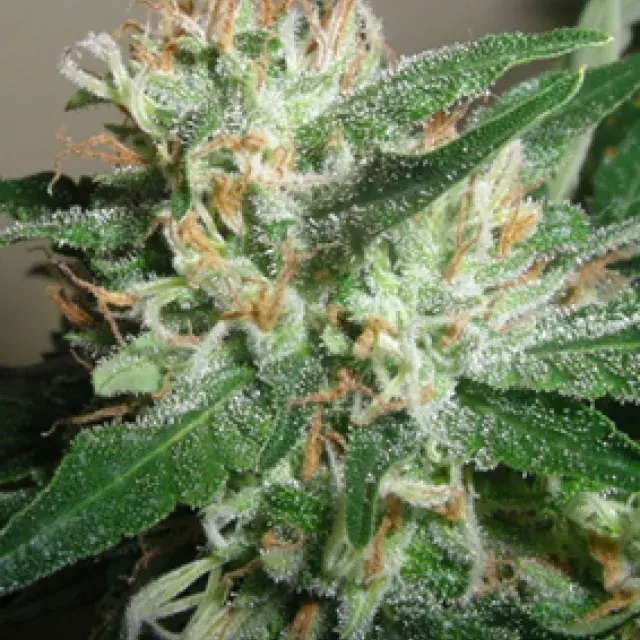 Powdered Peak Feminised Cannabis Seeds  | Superstrains