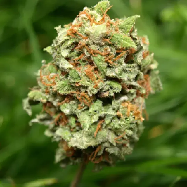 Rocky Mountain High Feminised Cannabis Seeds | Superstrains