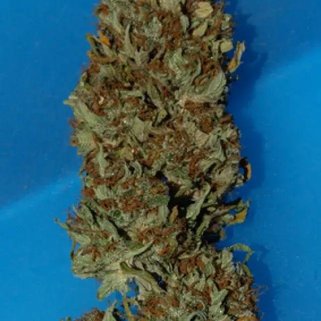 Steve McGarretts Hair Feminised Cannabis Seeds | Superstrains