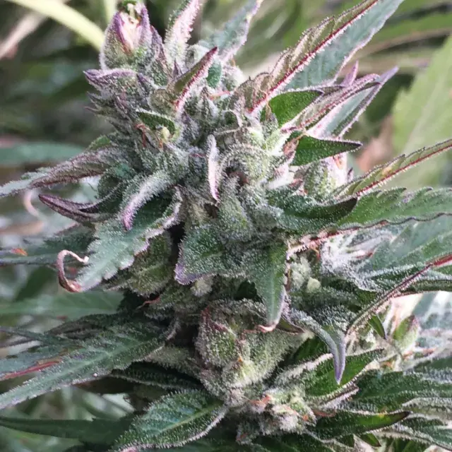 Thai Chi Feminised Cannabis Seeds | Ace Seeds