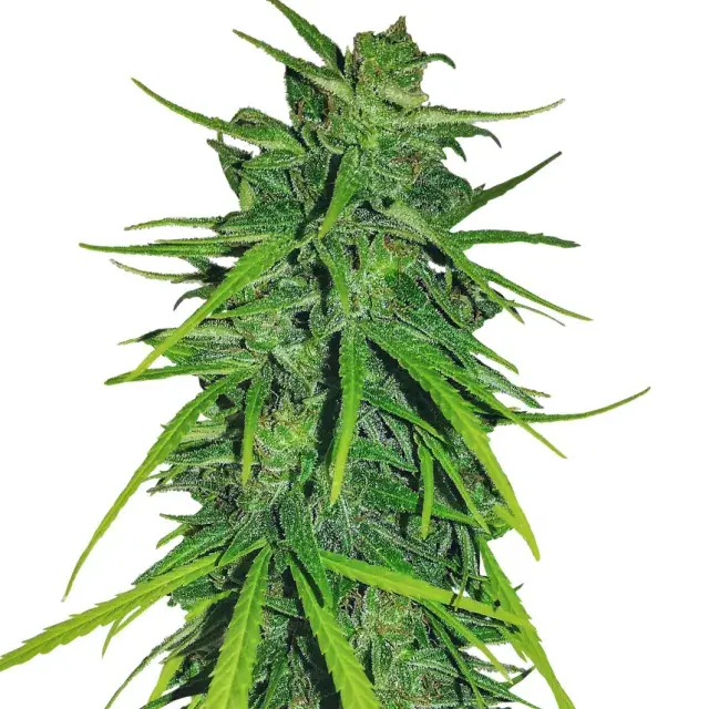 Thai x Panama Feminised Cannabis Seeds | Ace Seeds
