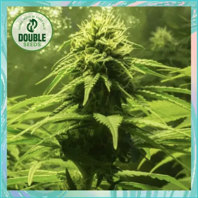 The BULK Cannabis Seeds - Double Seeds.
