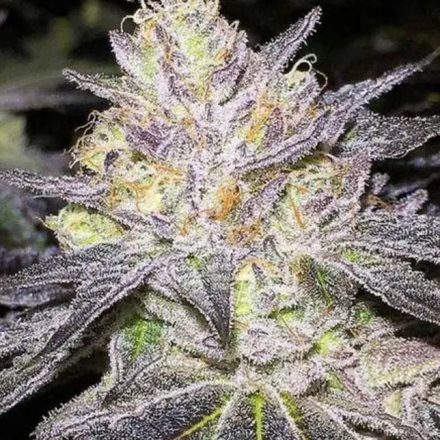 The Cake Feminised Cannabis Seeds | BC Bud Depot