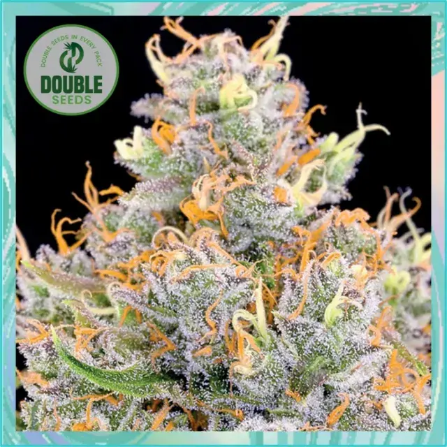 GG #1 x Starfighter Feminised Cannabis Seeds - Double Seeds.