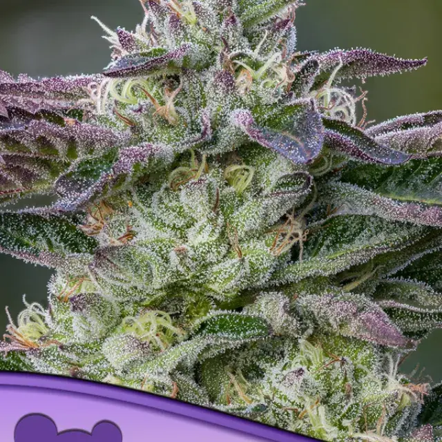 The Sin Feminised Cannabis Seeds - Anesia Seeds