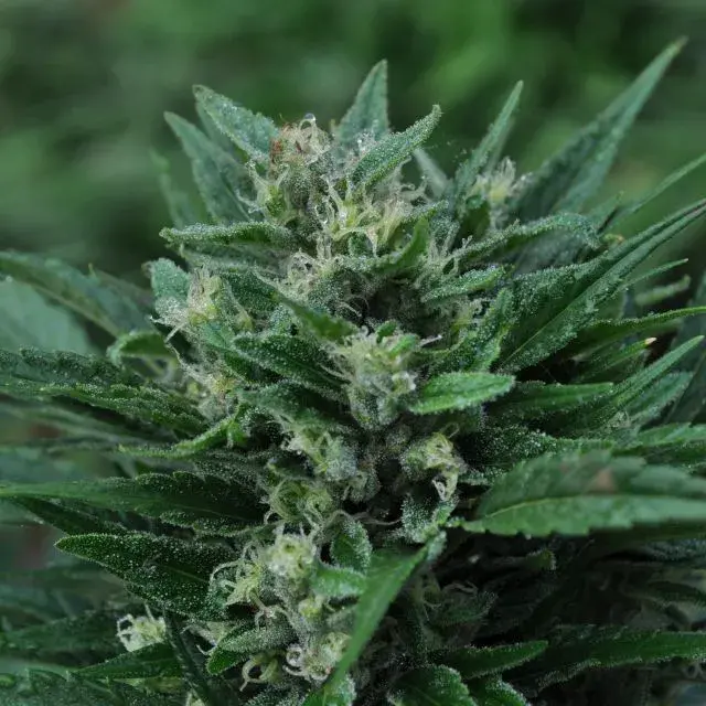 The Stones Regular Cannabis Seeds | Mr Nice Seeds
