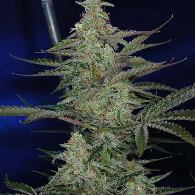 The Third Dimension Regular Cannabis Seeds|  | TGA Seeds