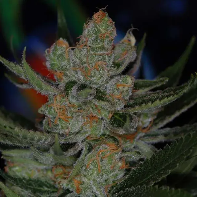 Vortex Regular Cannabis Seeds | TGA Seeds