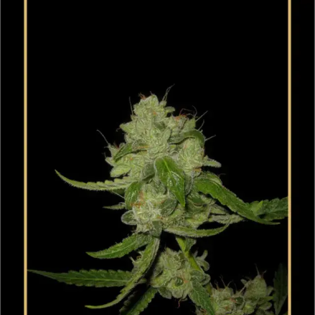 The White Train Auto Feminised Cannabis Seeds