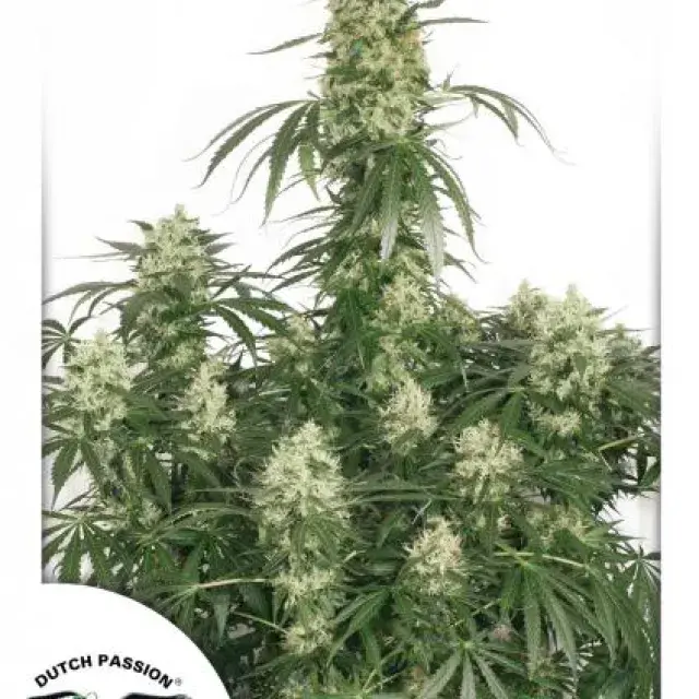 The Ultimate Feminised Cannabis Seeds | Dutch Passion