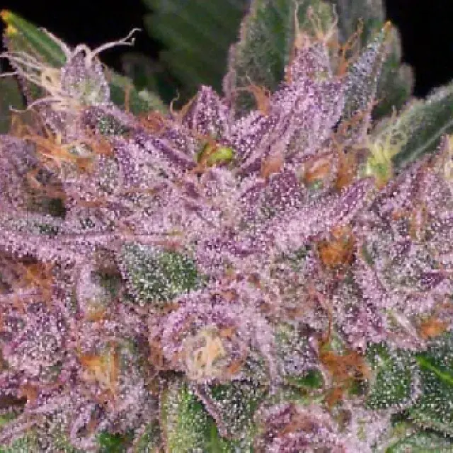 The Purp Regular Cannabis Seeds