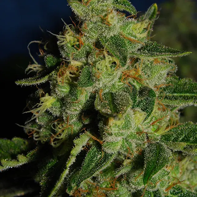 Green Crack Feminised Seeds | Cali Connection