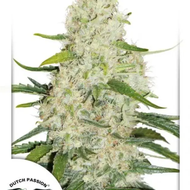 Think BIG AutoFlowering Feminised Cannabis Seeds | Dutch Passion 