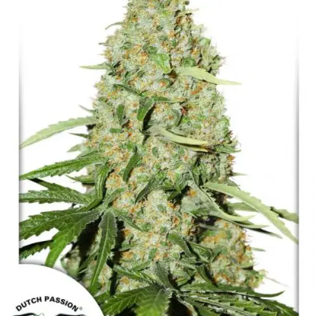 Think Fast Feminised Cannabis Seeds | Dutch Passion 