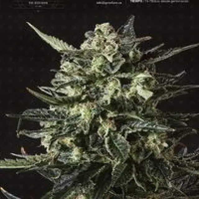 Thunder Haze Auto Feminised Cannabis Seeds